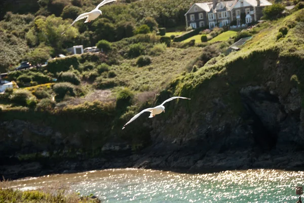 Gaviotas — Foto de Stock