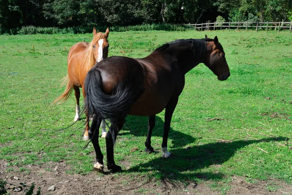 Pferde in der Kornwand — Stockfoto
