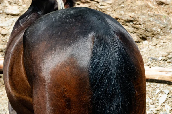 Horse — Stock Photo, Image