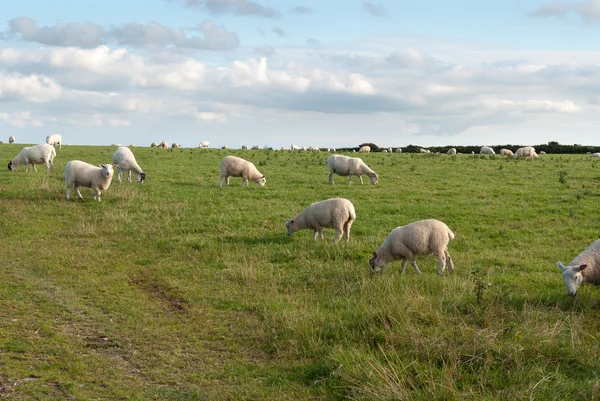 Schafe in Maismauer — Stockfoto