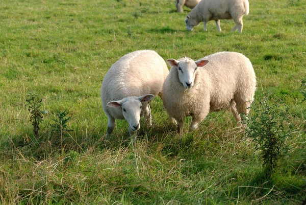 Par de ovejas — Foto de Stock