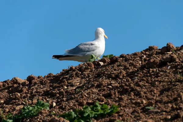 Seagull in Port Isaac — Stock Photo, Image