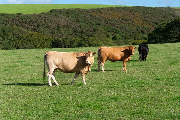 Cows Stock Image