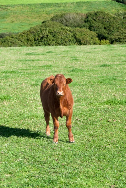 Calf Stock Photo