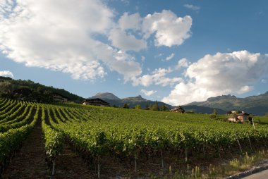 Vineyard İsviçre