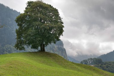 ağaç İsviçre
