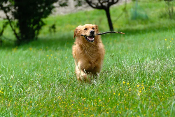 Gouden retriever — Stockfoto