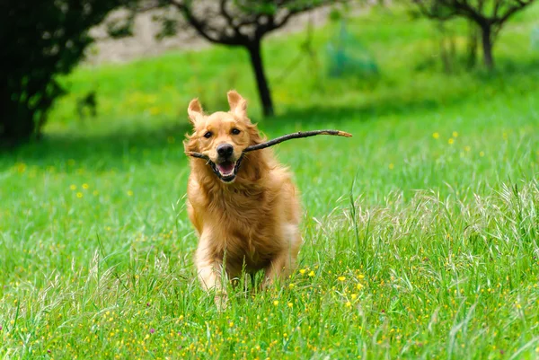 Golden retriever — Stok Foto