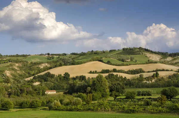 Hills and vineyards — Stock Photo, Image