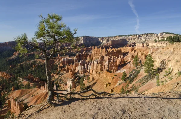 Canyon di Bryce — Foto Stock