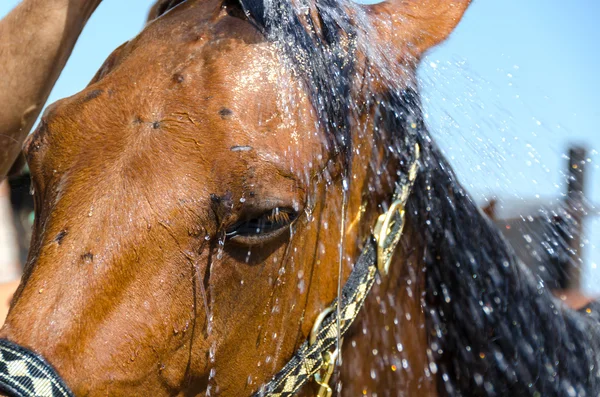 Кінь в душі — стокове фото