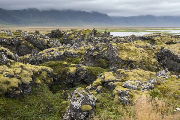 Mossa på Island — Stockfoto