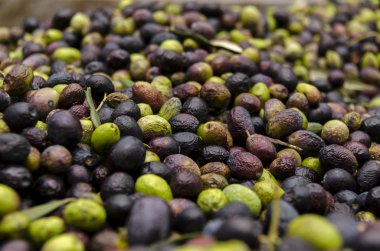 Yeşil ve siyah zeytin