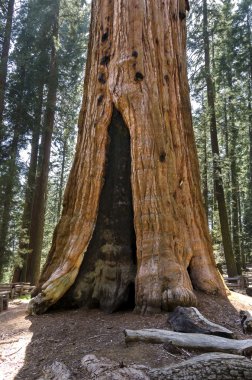 California sekoya
