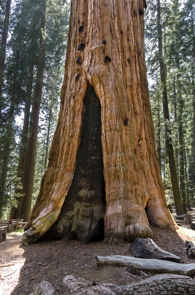 Sequoia v Kalifornii — Stock fotografie