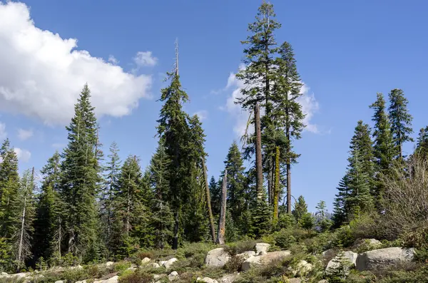 Forêt dans le parc national de Sequoia — Photo