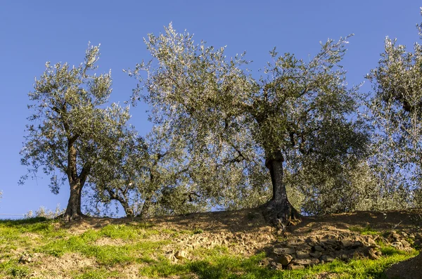 Olivträd — Stockfoto