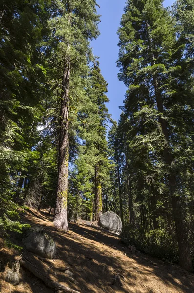 在加利福尼亚州红杉 — 图库照片
