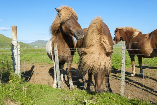 İzlanda Horses — Stok fotoğraf