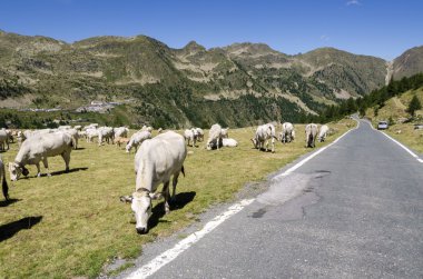 otlayan sürüden