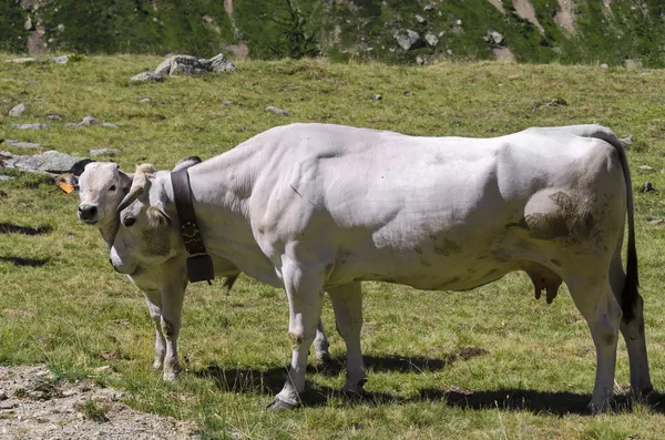 Otlayan sürüden — Stok fotoğraf