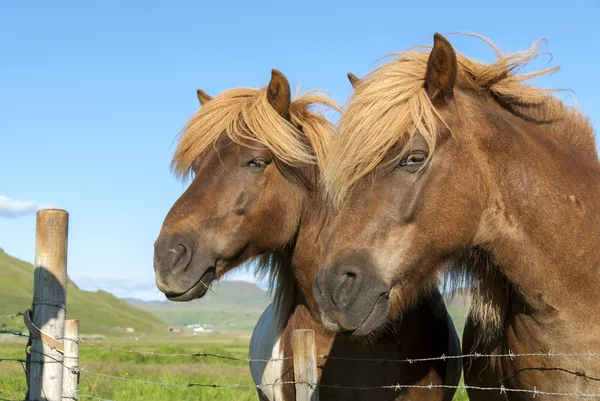 Caballos islandeses — Foto de Stock