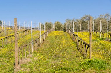 İtalya 'nın Toskana kırsalındaki manzaralar