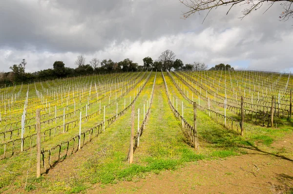 Paisajes Campo Toscana Italia — Foto de Stock