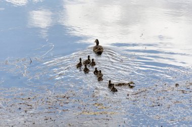 Amerika Birleşik Devletleri 'ndeki Bryce Canyon Ulusal Parkı' ndaki bir gölde aile ördekleri yüzüyor.