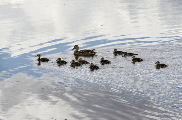 family ducks swim on the water on a lake in Bryce Canyon National Park in united states