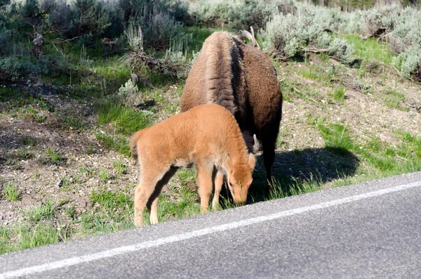 Bison Change Fur Yellowstone National Park Wyoming — Stock Photo, Image