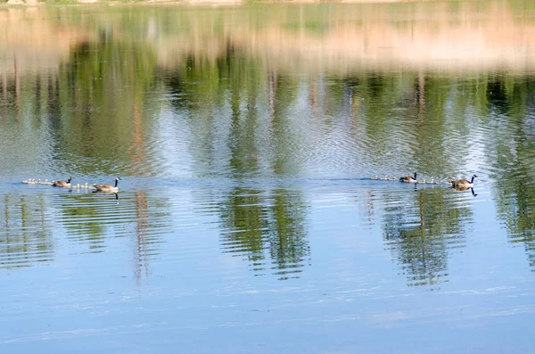 Family Ducks Swim Water Lake Bryce Canyon National Park United — Stock Photo, Image