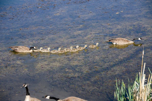 Canards Famille Nagent Sur Eau Sur Lac Dans Parc National — Photo