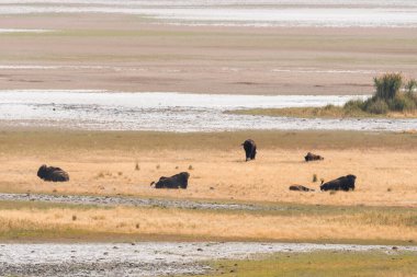 Utah 'taki Salt Lake City' deki Antilop Adası eyalet parkında bizon.