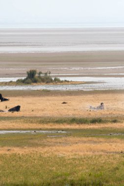 Utah 'taki Salt Lake City' deki Antilop Adası eyalet parkında bizon.