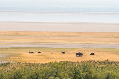 Utah 'taki Salt Lake City' deki Antilop Adası eyalet parkında bizon.