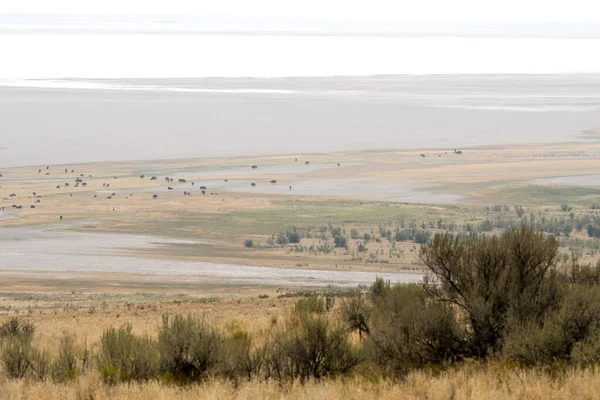 Bizon Antelope Eiland Staatspark Zout Meer Stad Utah — Stockfoto