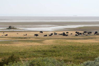 Utah 'taki Salt Lake City' deki Antilop Adası eyalet parkında bizon.