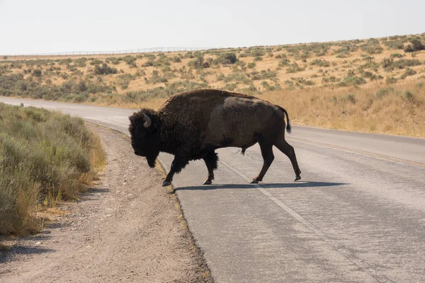 Bison Dans Île Antelope Parc État Dans Ville Lac Salé — Photo