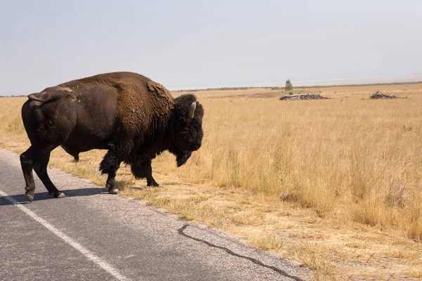 Bison Dans Île Antelope Parc État Dans Ville Lac Salé — Photo