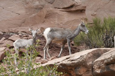 Kanada 'daki dağ keçileri Amerika Birleşik Devletleri' ndeki ulusal park
