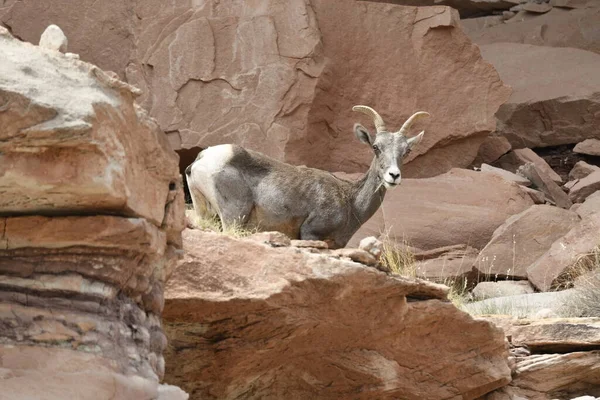 Górskie Kozy Parku Narodowym Canyonlands Stanach Zjednoczonych Ameryki — Zdjęcie stockowe