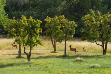 Amerika Birleşik Devletleri 'ndeki Capitol Resif Ulusal Parkı' nda Manzaralı Yol Geyikleri