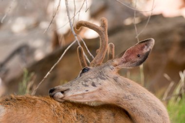 Amerika Birleşik Devletleri 'ndeki Capitol Resif Ulusal Parkı' nda Manzaralı Yol Geyikleri