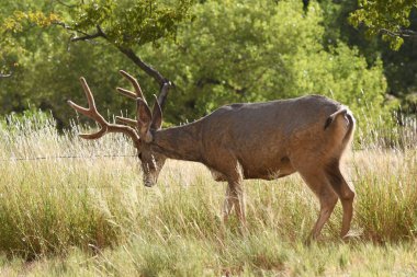 Amerika Birleşik Devletleri 'ndeki Capitol Resif Ulusal Parkı' nda Manzaralı Yol Geyikleri