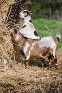 İtalya 'da Toskana' da keçiler yemek yerken