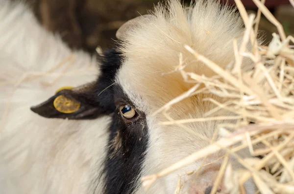 Cabras Mientras Comen Toscana Italia — Foto de Stock