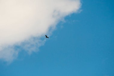 Utah 'taki Salt Lake City' deki Antilop Adası Eyalet Parkı 'ndaki manzara.