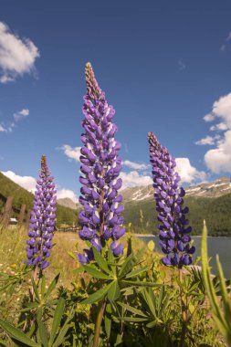 İtalya, Piedmont 'taki Ceresole Reale Gölü çevresindeki çiçek, bitki ve ağaçlar