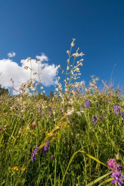 İtalya, Piedmont 'taki Ceresole Reale Gölü çevresindeki çiçek, bitki ve ağaçlar